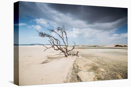 A Dead Tree on the Sand Dune Near the Beach in Jericoacoara, Brazil-Alex Saberi-Premier Image Canvas