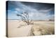 A Dead Tree on the Sand Dune Near the Beach in Jericoacoara, Brazil-Alex Saberi-Premier Image Canvas