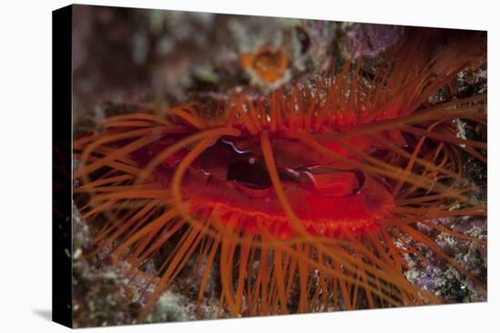 A Disco Clam on a Reef Near the Island of Sulawesi, Indonesia-Stocktrek Images-Premier Image Canvas