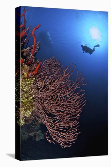 A Diver Approaches a Beautiful Gorgonian Sea Fan, Cayman Islands-Stocktrek Images-Premier Image Canvas