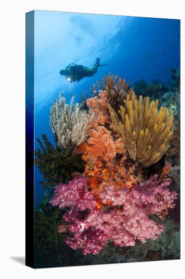 A Diver Approaches Colorful Soft Corals and Crinoids on the Reefs of Raja Ampat-null-Premier Image Canvas