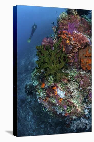 A Diver Hovers Above a Colorful Coral Reef-Stocktrek Images-Premier Image Canvas