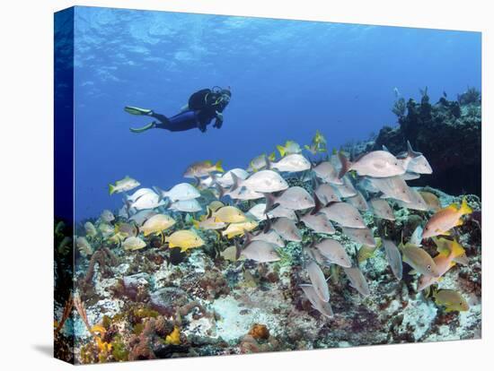 A Diver Hovers over a School of Grunts and Snappers on a Caribbean Reef-null-Premier Image Canvas