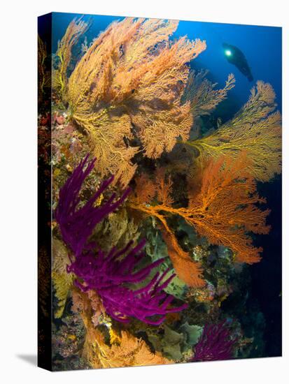 A Diver Looks On at a Colorful Reef with Sea Fans, Solomon Islands-Stocktrek Images-Premier Image Canvas