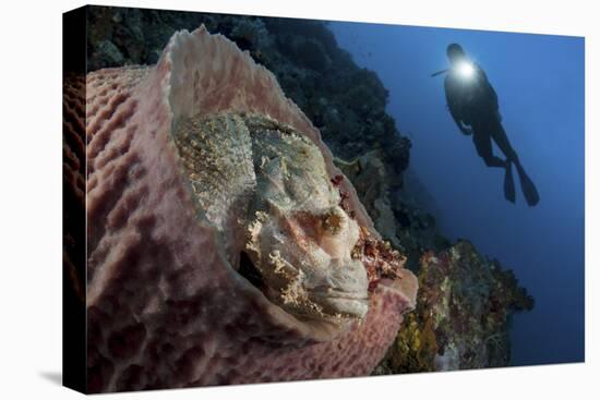 A Diver Looks on at a Tassled Scorpionfish Lying in a Barrel Sponge-Stocktrek Images-Premier Image Canvas