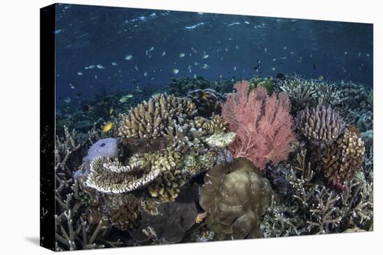 A Diverse Array of Corals Grow in Raja Ampat, Indonesia-Stocktrek Images-Premier Image Canvas