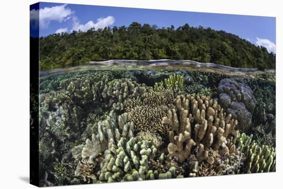 A Diverse Array of Reef-Building Corals in Raja Ampat, Indonesia-Stocktrek Images-Premier Image Canvas