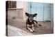 A Dog Sitting on a Pavement in Lencois, Chapada Diamantina National Park-Alex Saberi-Premier Image Canvas