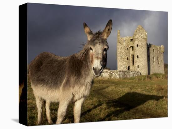 A Donkey Grazes in Front 17th Century Monea Castle, County Fermanagh, Ulster, Northern Ireland-Andrew Mcconnell-Premier Image Canvas