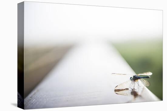 A Dragonfly Sits in the Morning Dew in Paynes Prairie State Preserve, Florida-Brad Beck-Premier Image Canvas