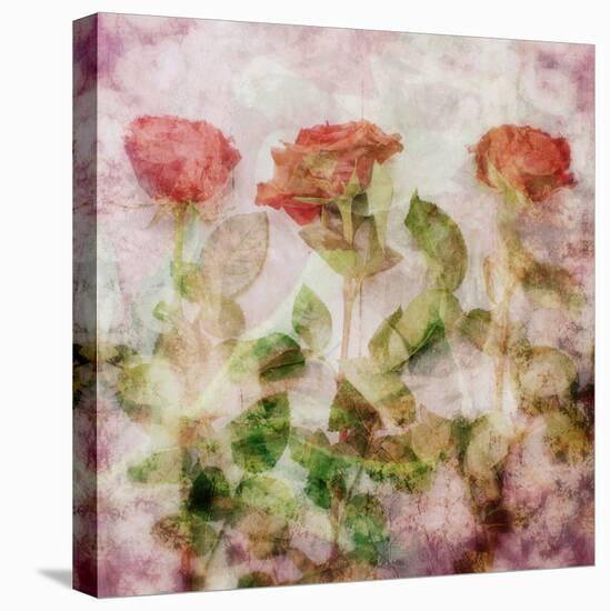 A Dreamy Floral Montage from Three Red Roses-Alaya Gadeh-Premier Image Canvas