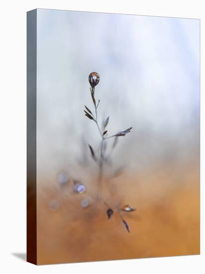 A Drop Fall-Heidi Westum-Premier Image Canvas