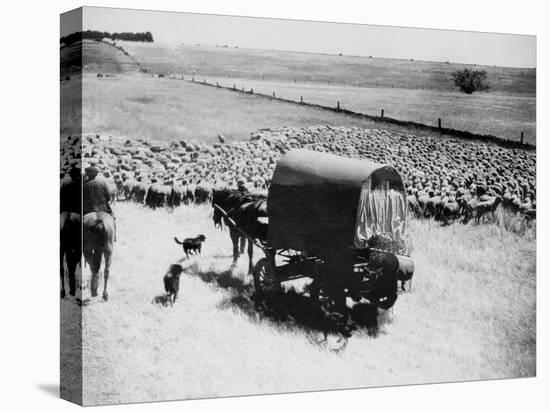 A Drover Travels with His Covered Wagon and Sheep on the Geelong-Baachus Marsh Road-null-Premier Image Canvas