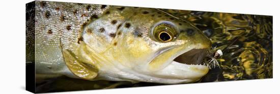 A Dry Fly Caught Brown Trout from a Small Mountain Stream in Utah in Late Summer.-Clint Losee-Premier Image Canvas