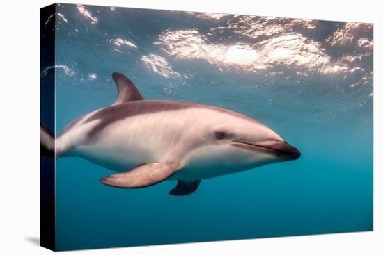 A Dusky Dolphin Swimming Off the Kaikoura Peninsula, New Zealand-James White-Premier Image Canvas