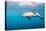 A Dusky Dolphin Swimming, South Island, New Zealand-James White-Premier Image Canvas