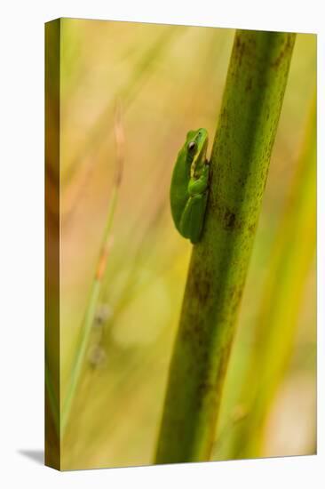 A Dwarf Green Tree Frog-Mark A Johnson-Premier Image Canvas