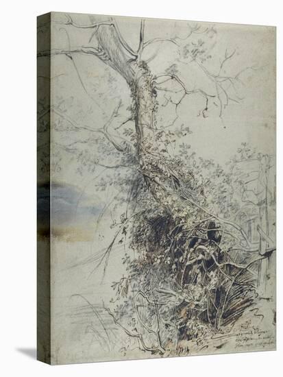 A Dying Tree, its Trunk Covered with Brambles, Beside a Fence, C.1618-20-Peter Paul Rubens-Premier Image Canvas