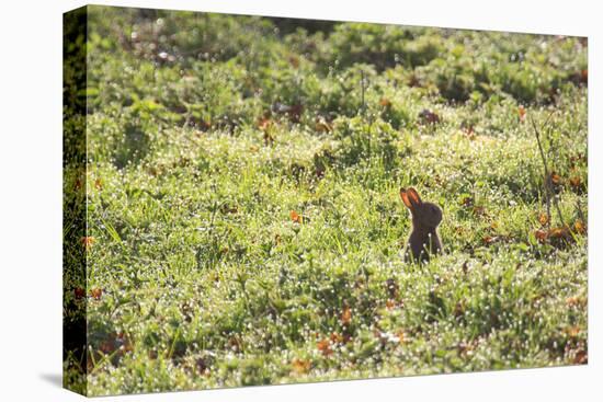 A European Rabbit, Oryctolagus Cuniculus, Pops Up its Head in Grass in Sunlight-Alex Saberi-Premier Image Canvas