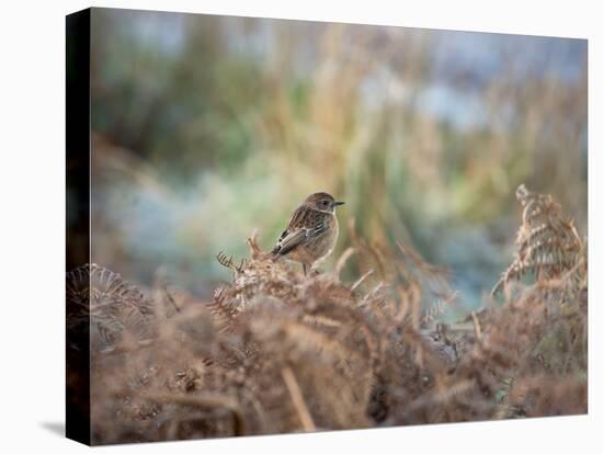 A European Stonechat Rests for a Moment on a Bracken Pile in Richmond Park-Alex Saberi-Premier Image Canvas