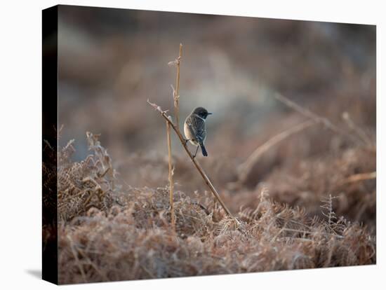 A European Stonechat Rests on a Twig in the Early Morning in Richmond Park-Alex Saberi-Premier Image Canvas
