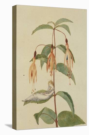 A Fairy Resting on the Leaf of a Fuchsia-Amelia Jane Murray-Premier Image Canvas