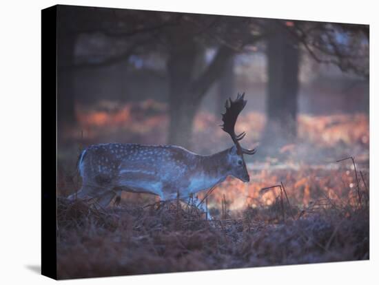 A Fallow Deer in the Early Morning Winter Mist in Richmond Park-Alex Saberi-Premier Image Canvas