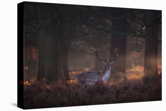 A Fallow Deer in the Early Morning Winter Mist in Richmond Park-Alex Saberi-Premier Image Canvas