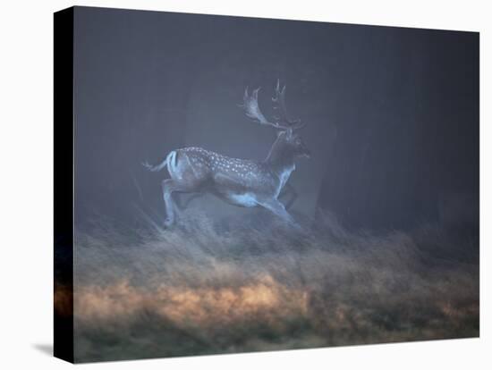 A Fallow Deer Makes a Dash Through the Forest at Sunrise in Richmond Park, London-Alex Saberi-Premier Image Canvas