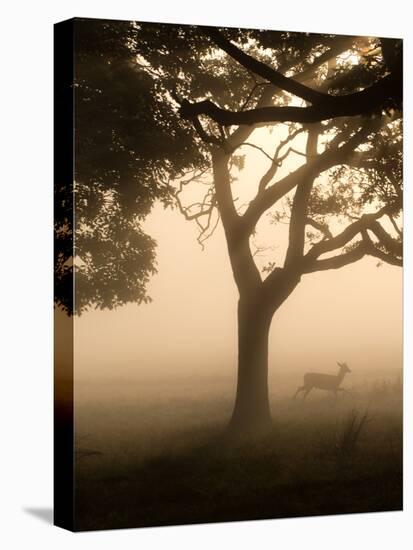 A Fallow Deer Runs Through Richmond Park on a Misty Morning in Autumn-Alex Saberi-Premier Image Canvas