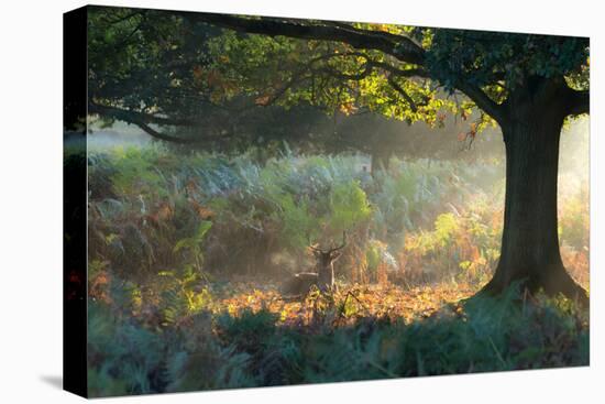 A Fallow Deer Stag, Dama Dama, Resting in a Misty Forest in Richmond Park in Autumn-Alex Saberi-Premier Image Canvas