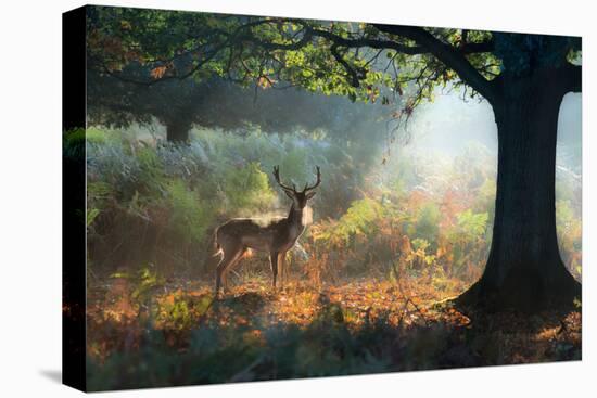 A Fallow Deer Stag, Dama Dama, Resting in a Misty Forest in Richmond Park in Autumn-Alex Saberi-Premier Image Canvas