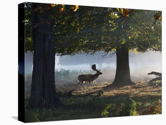 A Fallow Deer Stag, Dama Dama, Walking in a Misty Forest in Richmond Park in Autumn-Alex Saberi-Premier Image Canvas