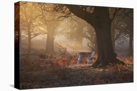 A Fallow Deer Stag, Dama Dama, Walks In Richmond Park At Sunrise-Alex Saberi-Premier Image Canvas