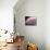 A Fan of Purple-Ursula Abresch-Premier Image Canvas displayed on a wall