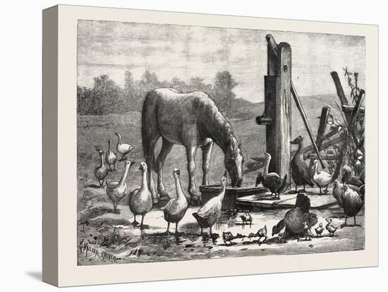 A Fashionable Watering Place. Horse, Geese, Chicken, Outdoor, Farm, 1876-null-Premier Image Canvas