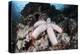 A Fat Starfish Clings to Rocks in the Solomon Islands-Stocktrek Images-Premier Image Canvas