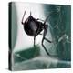 A Female Black Widow Spider-null-Premier Image Canvas