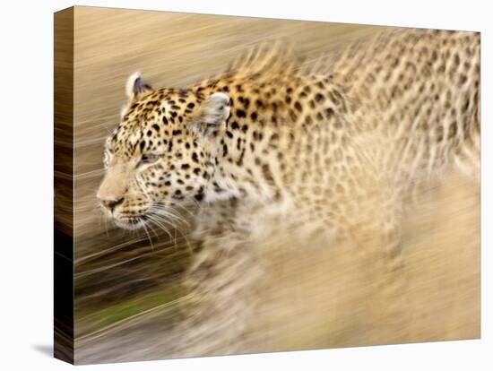 A Female Leopard Stalking Her Prey in Blurred Motion.-Karine Aigner-Premier Image Canvas