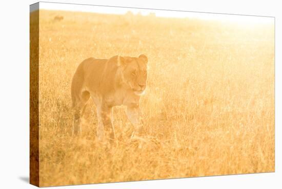 A Female Lion In The Warm Morning Light. Location: Maasai Mara, Kenya-Axel Brunst-Premier Image Canvas