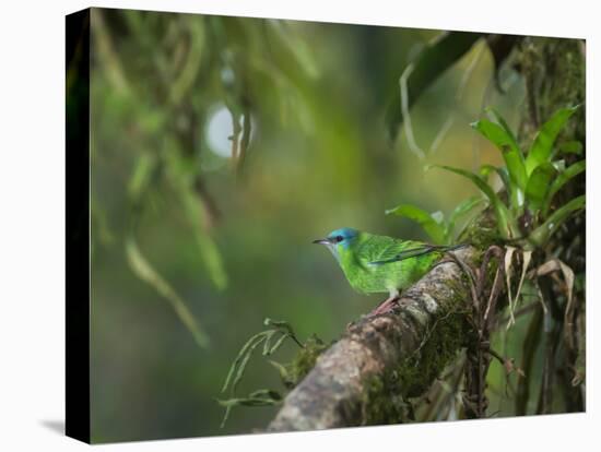 A Female Turquoise Honeycreeper or Blue Dacnis Perches in a Tree in Ubatuba-Alex Saberi-Premier Image Canvas