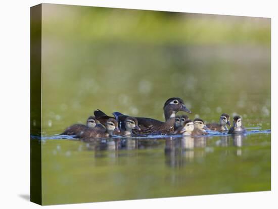 A Female Wood Duck (Aix Sponsa) Is Surrounded by Her Young Ducklings, Washington, USA-Gary Luhm-Premier Image Canvas