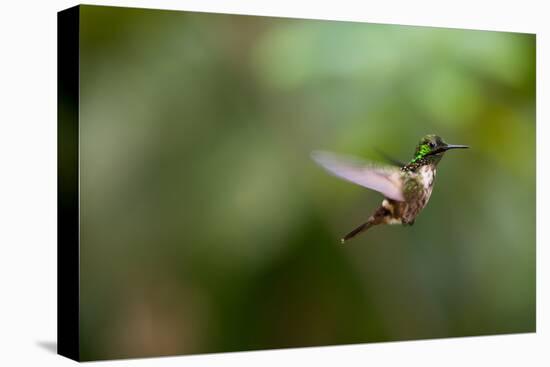 A Festive Coquette, Lophornis Chalybeus, in Flight in the Atlantic Rainforest-Alex Saberi-Premier Image Canvas