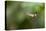 A Festive Coquette, Lophornis Chalybeus, in Flight in the Atlantic Rainforest-Alex Saberi-Premier Image Canvas