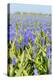 A Field Filled with Blue Grape Hyacinths-Ivonnewierink-Premier Image Canvas