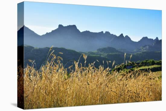 A field of rye at sunset with the mountain range of Pitoes das Junias in the background. Peneda Ger-Mauricio Abreu-Premier Image Canvas