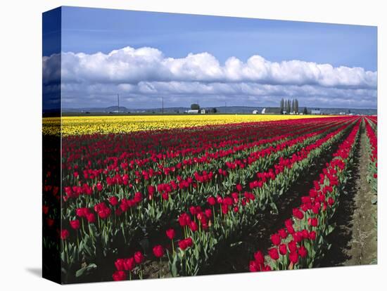 A Field of Tulips with Stormy Skies, Skagit Valley, Washington, Usa-Charles Sleicher-Premier Image Canvas