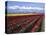 A Field of Tulips with Stormy Skies, Skagit Valley, Washington, Usa-Charles Sleicher-Premier Image Canvas