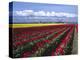 A Field of Tulips with Stormy Skies, Skagit Valley, Washington, Usa-Charles Sleicher-Premier Image Canvas