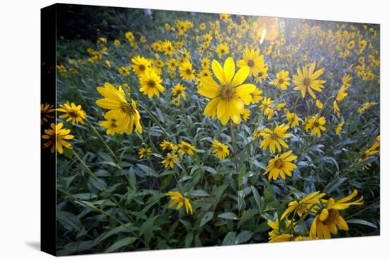 A Field Of Yellow Daisy Like Flowers Backlit By The Sun-Karine Aigner-Premier Image Canvas